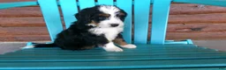 Mini Bernedoodle dogs for sale: Blake - Ad 4