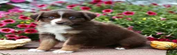 Miniature Australian Shepherd dogs for sale: Luke - Ad 4