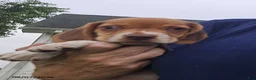Beagle dogs for sale: Pippin - Ad 4