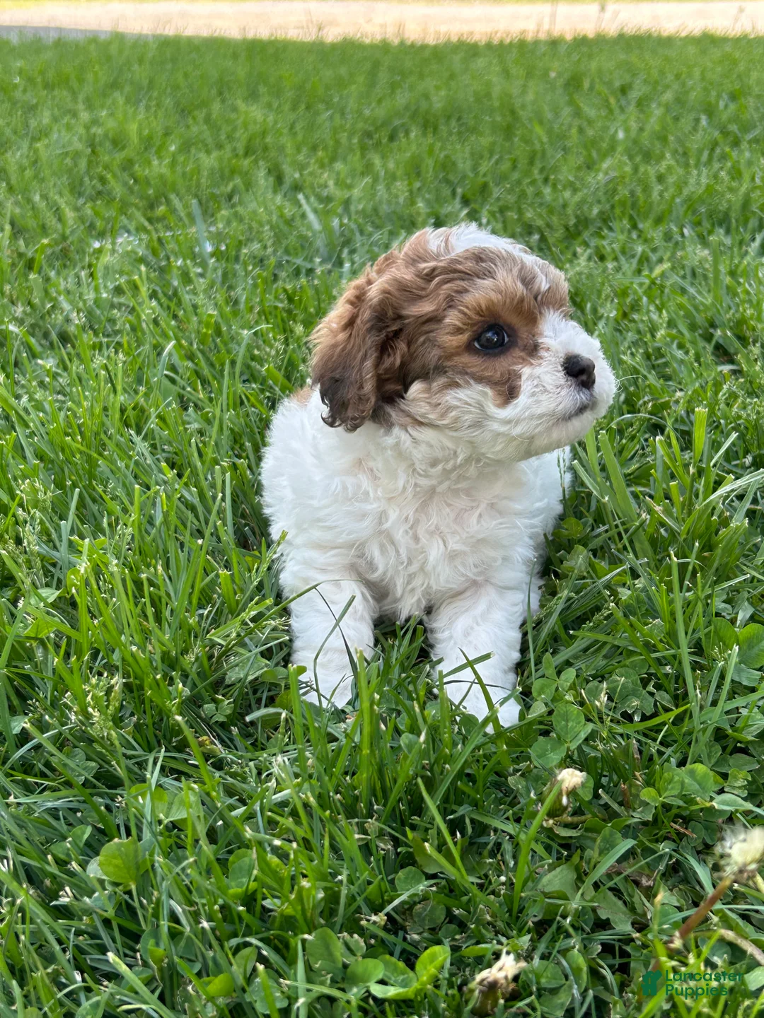 Shihpoo dogs for sale: Muffy - Ad 1