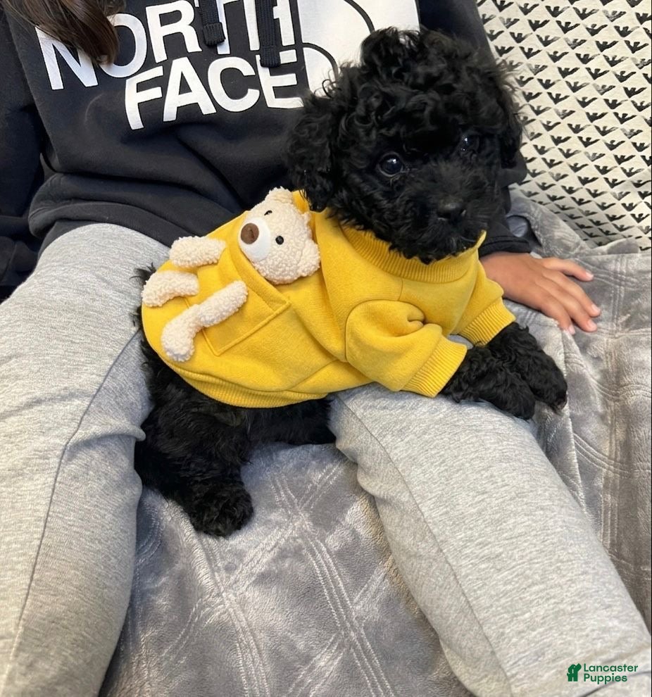 Toy Poodle dogs for sale: Toy poodle  - Ad 1