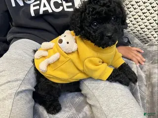 Toy Poodle dogs for sale: Toy poodle - Ad 1