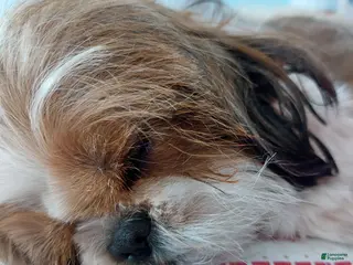 Shih Tzu dogs Meme - Ad 3