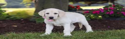 Labrador Retriever dogs for sale: Brittany - Ad 6