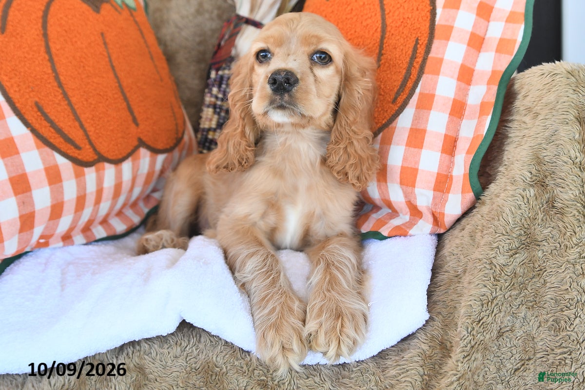 English Cocker Spaniel dogs for sale: Roger Lee - Ad 2
