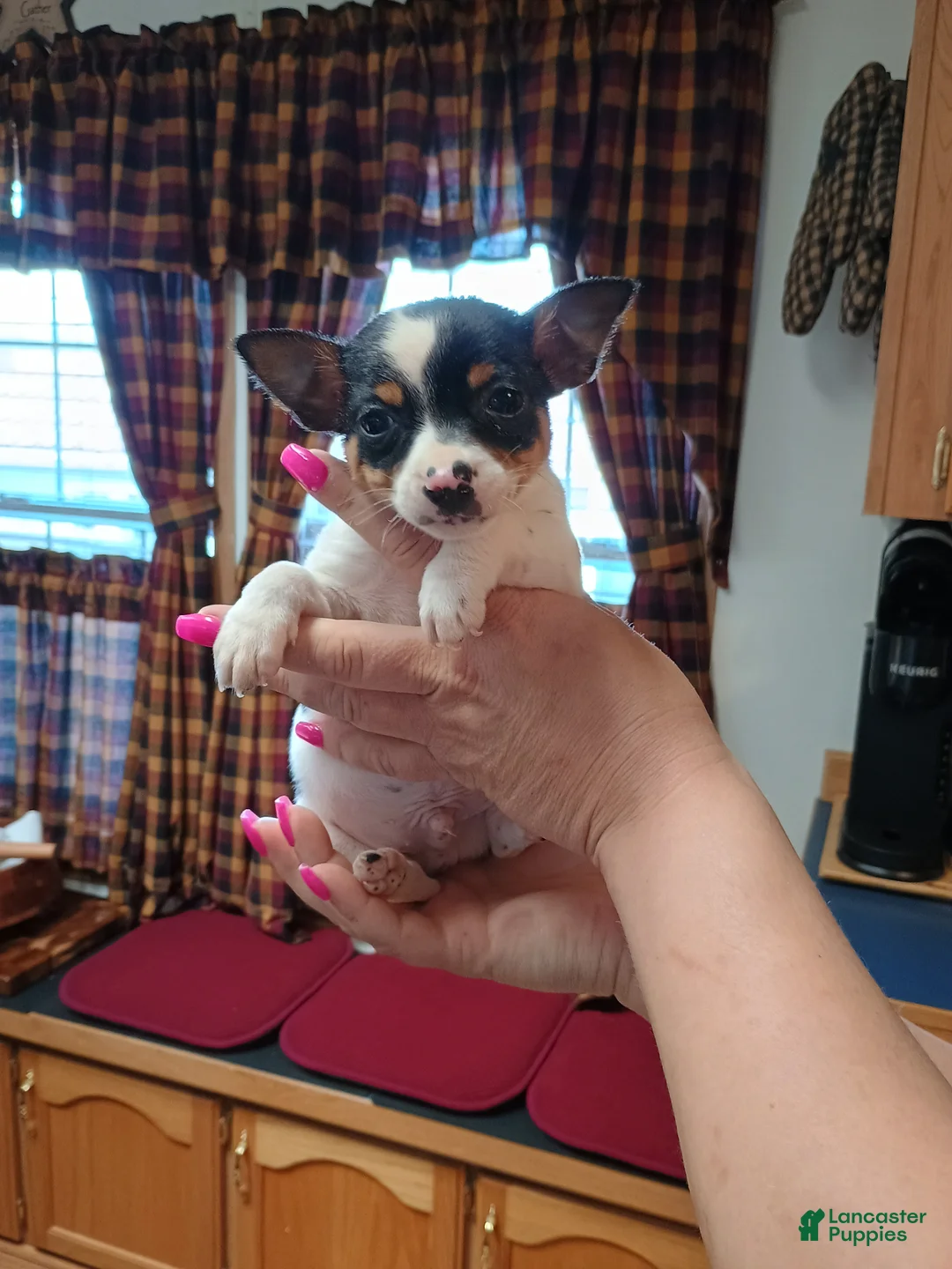 Mixed Breed dogs for sale: Rocky - Ad 2