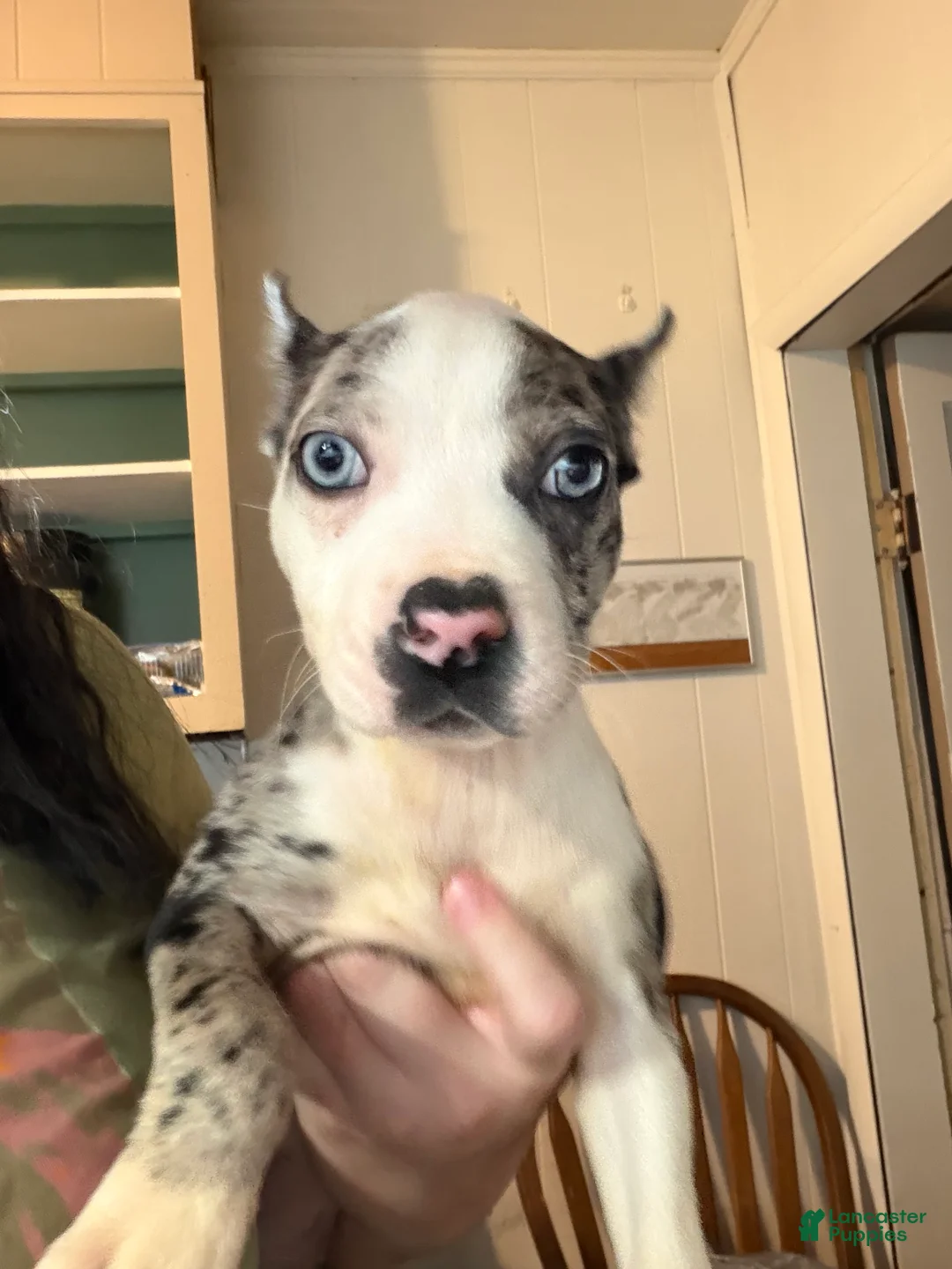 American Bully dogs for sale: Diamond  - Ad 2