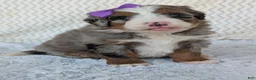 Mini Bernedoodle dogs for sale: Mini Indy  - Ad 31