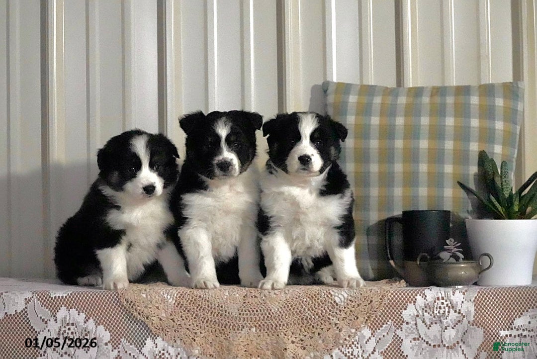 Australian Shepherd dogs for sale: Addy - Ad 6