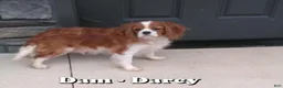 Cavalier King Charles Spaniel dogs for sale: Duke - Ad 10