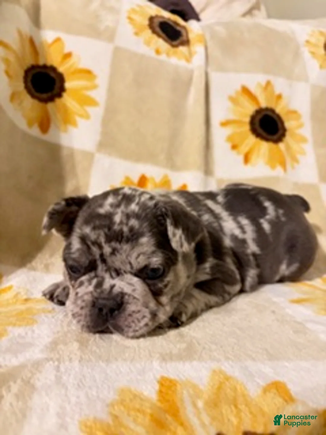 Mixed Breed dogs for sale: Pepper - Ad 5