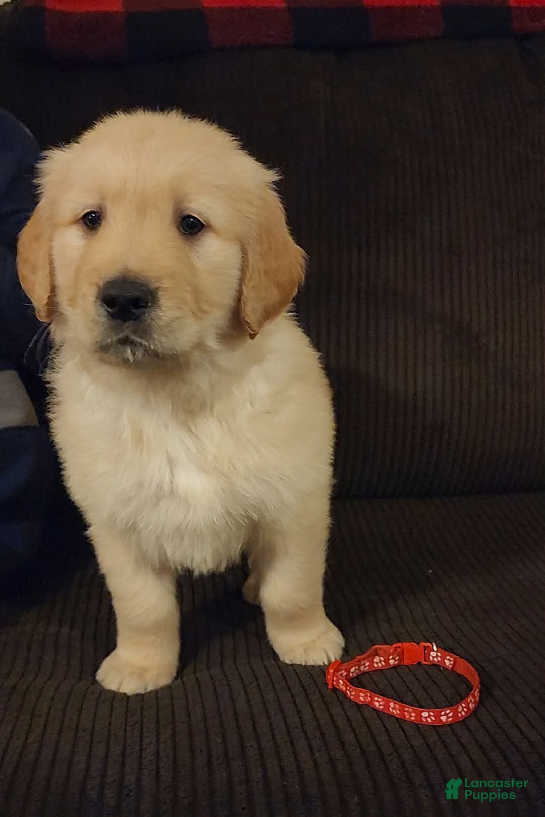 Golden Retriever dogs Biscuit  - Ad 9