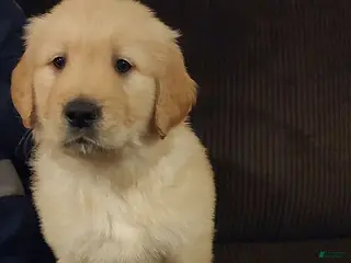 Golden Retriever dogs Biscuit - Ad 9