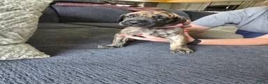 Pink-Full Brindle