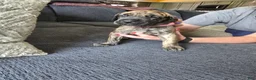 Mixed Breed dogs for sale: Pink-Full Brindle - Ad 1