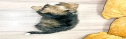 Mini Bernedoodle dogs for sale: Paris - Ad 5