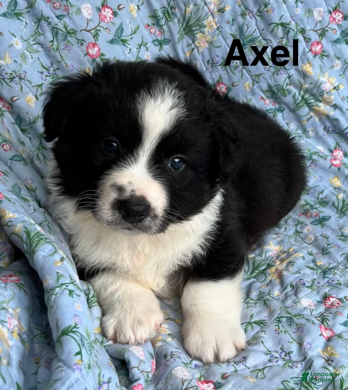 Welsh Corgi Cardigan dogs Axel FLUFFY - Ad 2