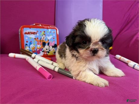 Shih Tzu dogs Shih Tzu 2 - Ad 2