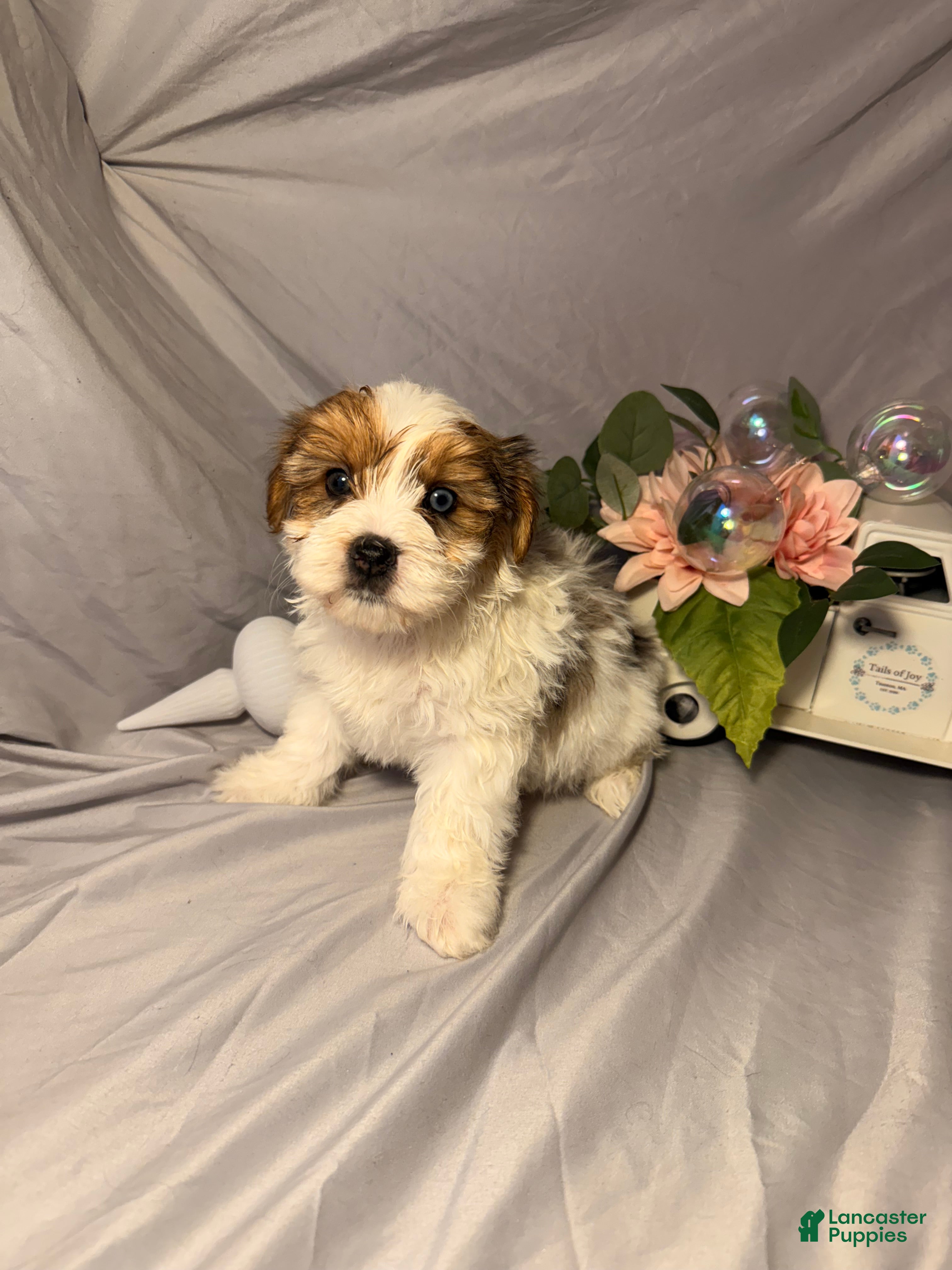 Yorkshire Terrier dogs Stanley  - Ad 39