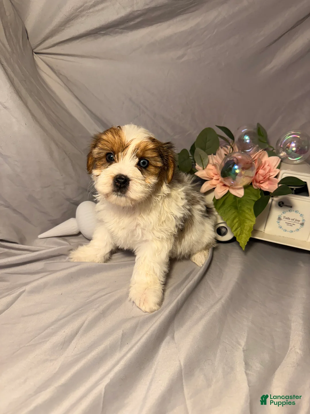 Yorkshire Terrier dogs for sale: Stanley  - Ad 1