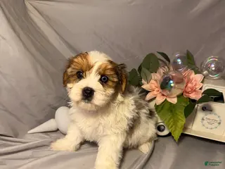 Yorkshire Terrier dogs Stanley - Ad 39