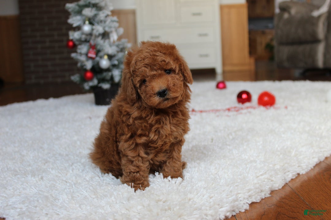 Toy Poodle dogs for sale: Connor - Ad 17