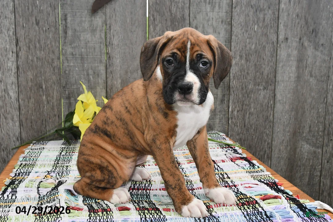 Boxer dogs for sale: Bucky - Ad 5