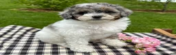Toy Poodle dogs for sale: Harper - Ad 3
