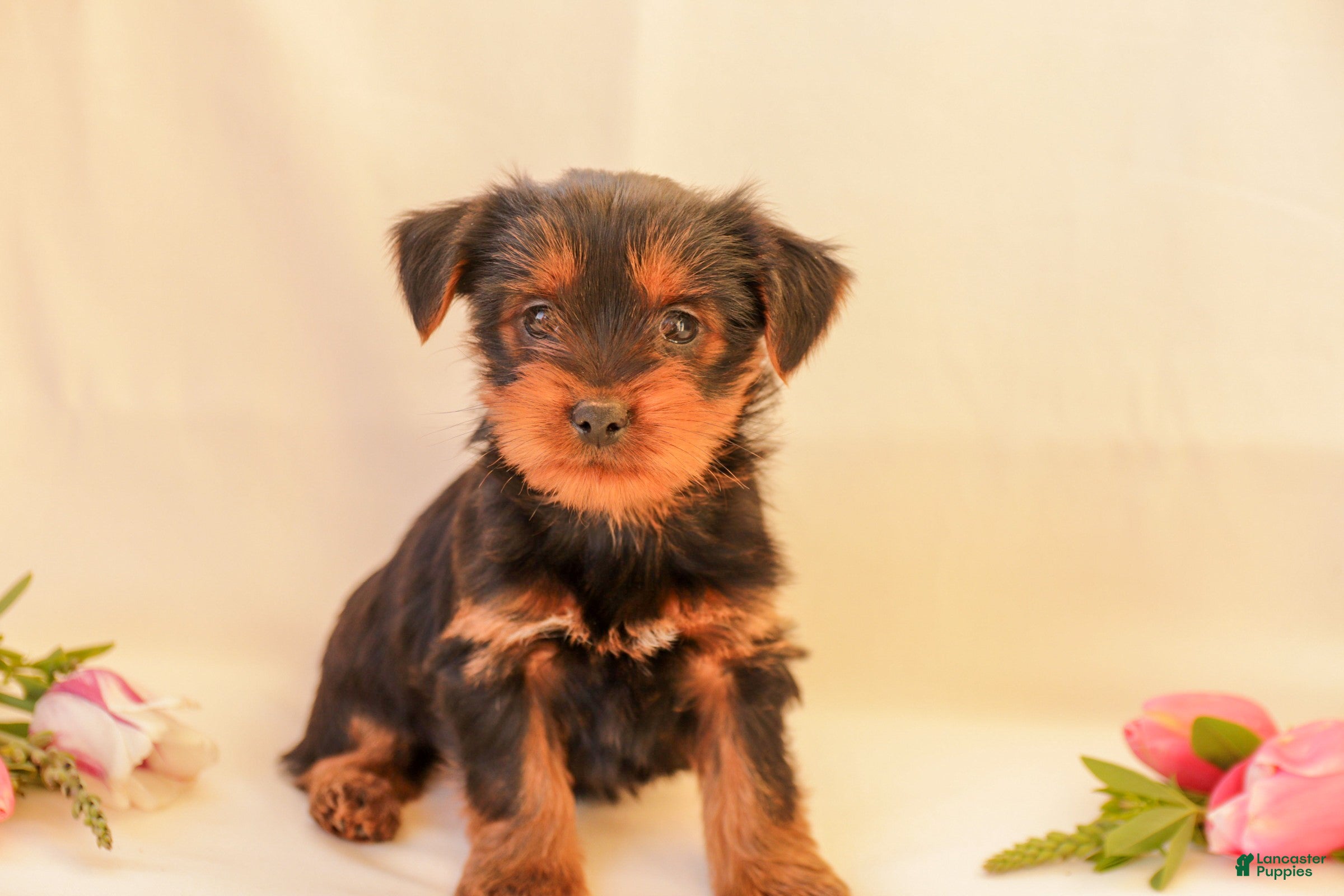 Yorkiepoo dogs Daisy - Ad 1