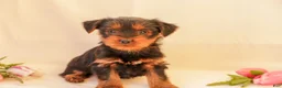 Yorkiepoo dogs for sale: Daisy - Ad 1