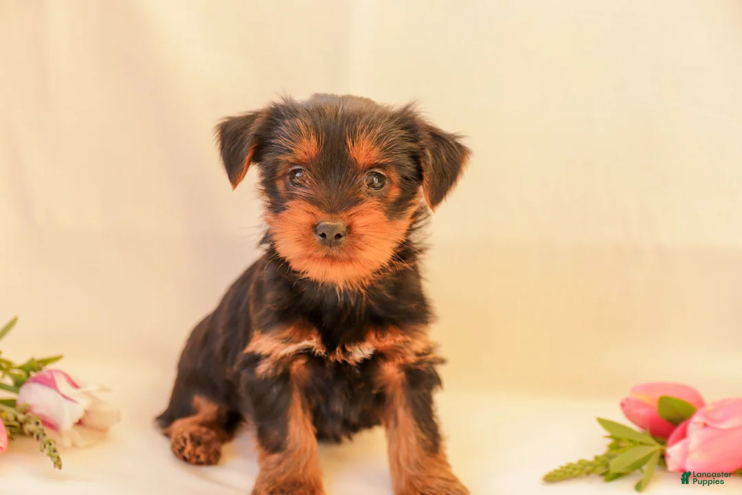 Yorkiepoo dogs for sale: Daisy - Ad 1