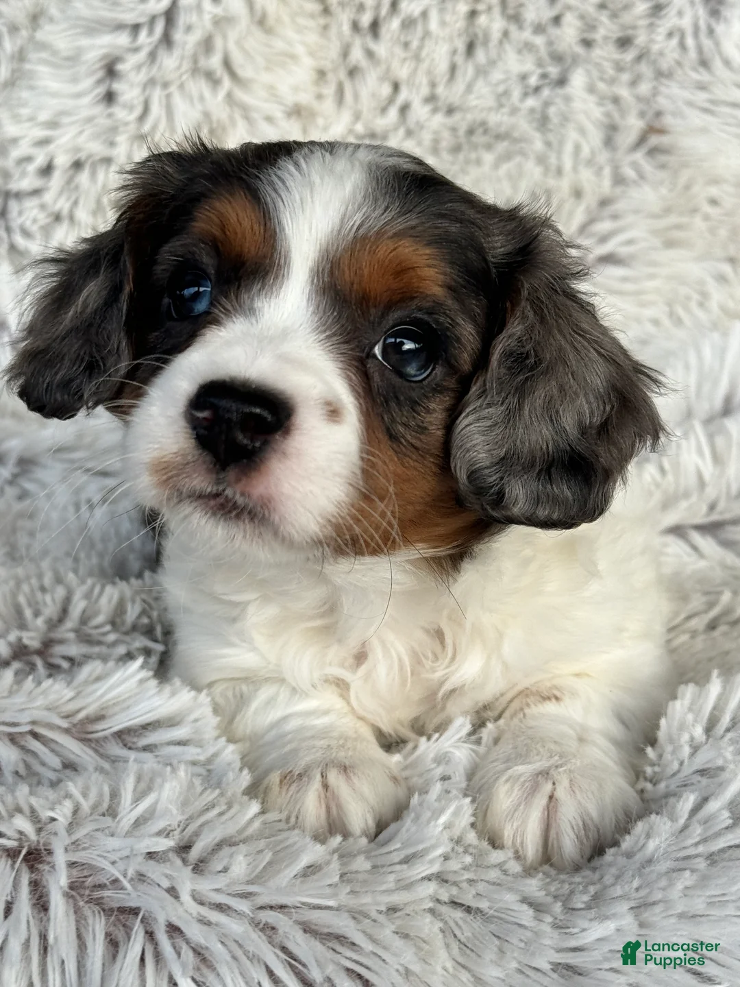 Cavapoo dogs for sale: Emmy - Ad 5