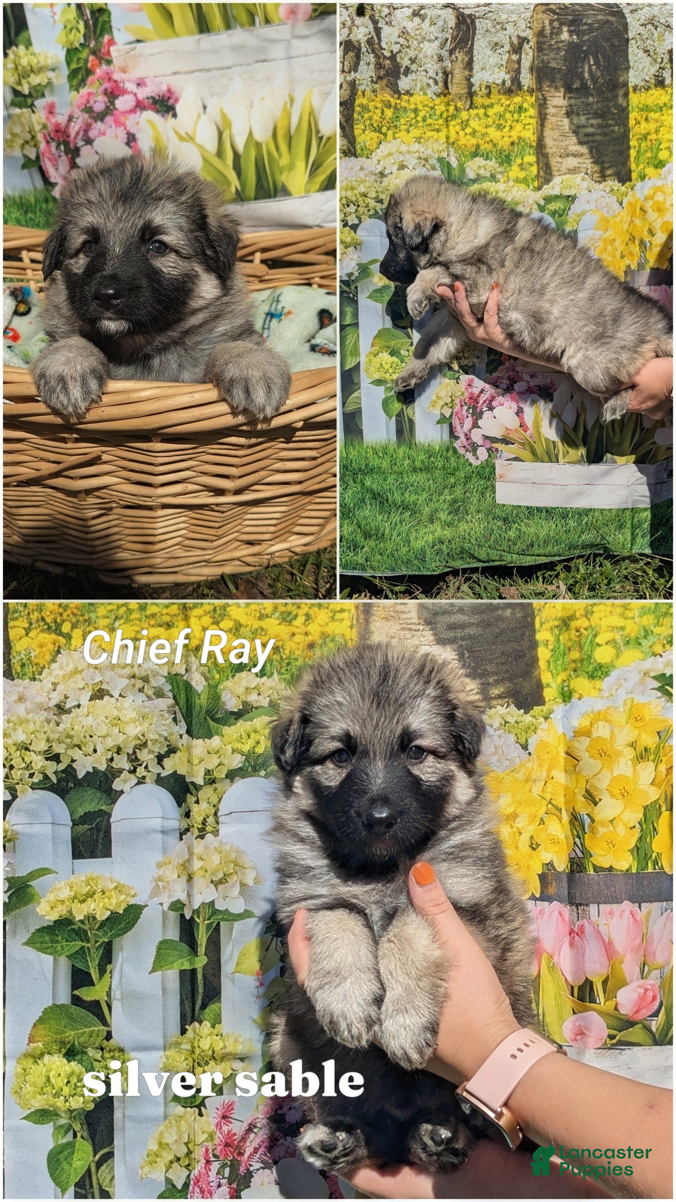 German Shepherd dogs for sale: Chief Ray - Ad 14