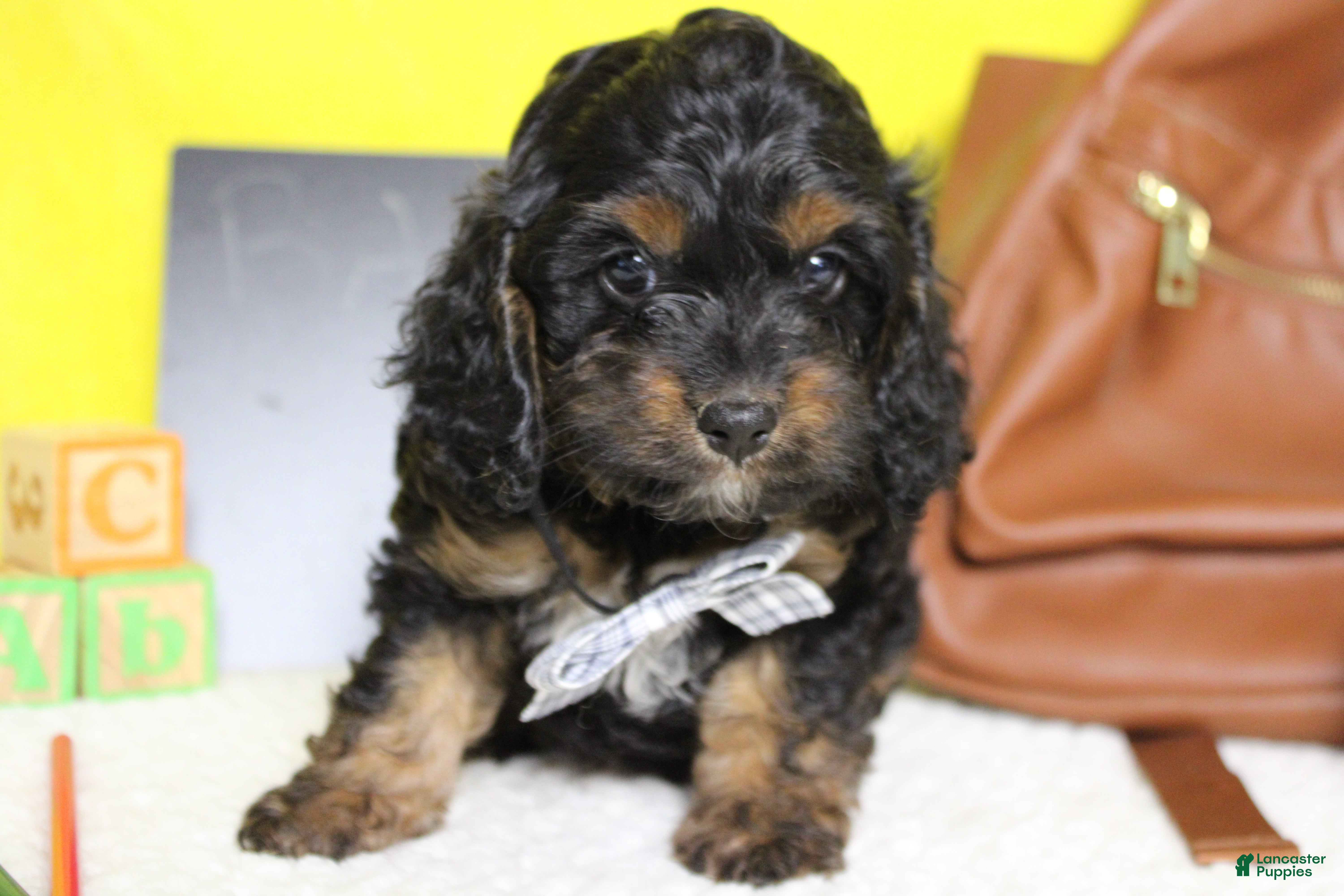 Cockapoo dogs Ripple  - Ad 15