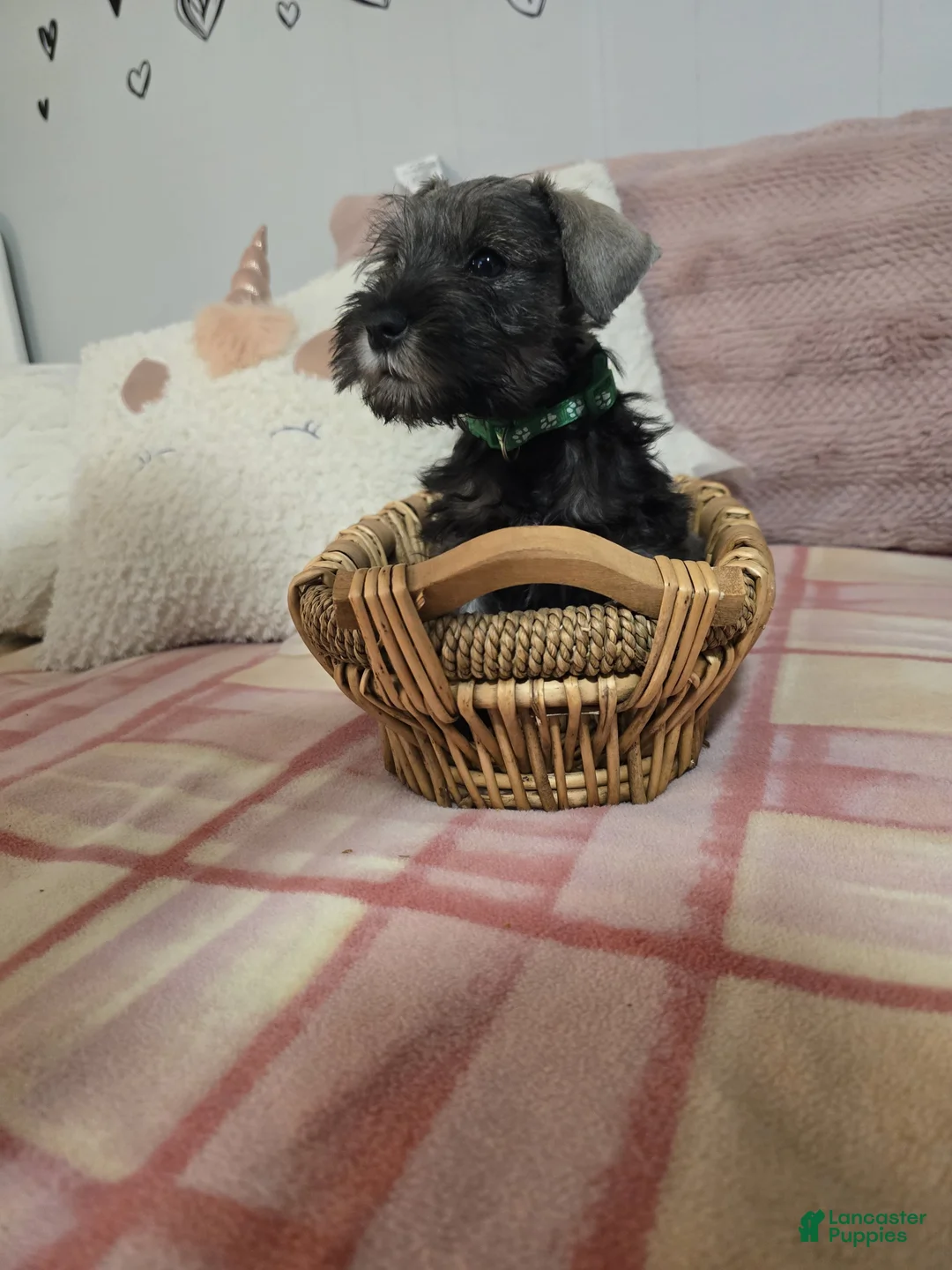 Mixed Breed dogs for sale: Mixed Breed Puppy 5 - Ad 1