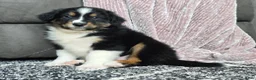 Australian Shepherd dogs for sale: Tanner - Ad 6