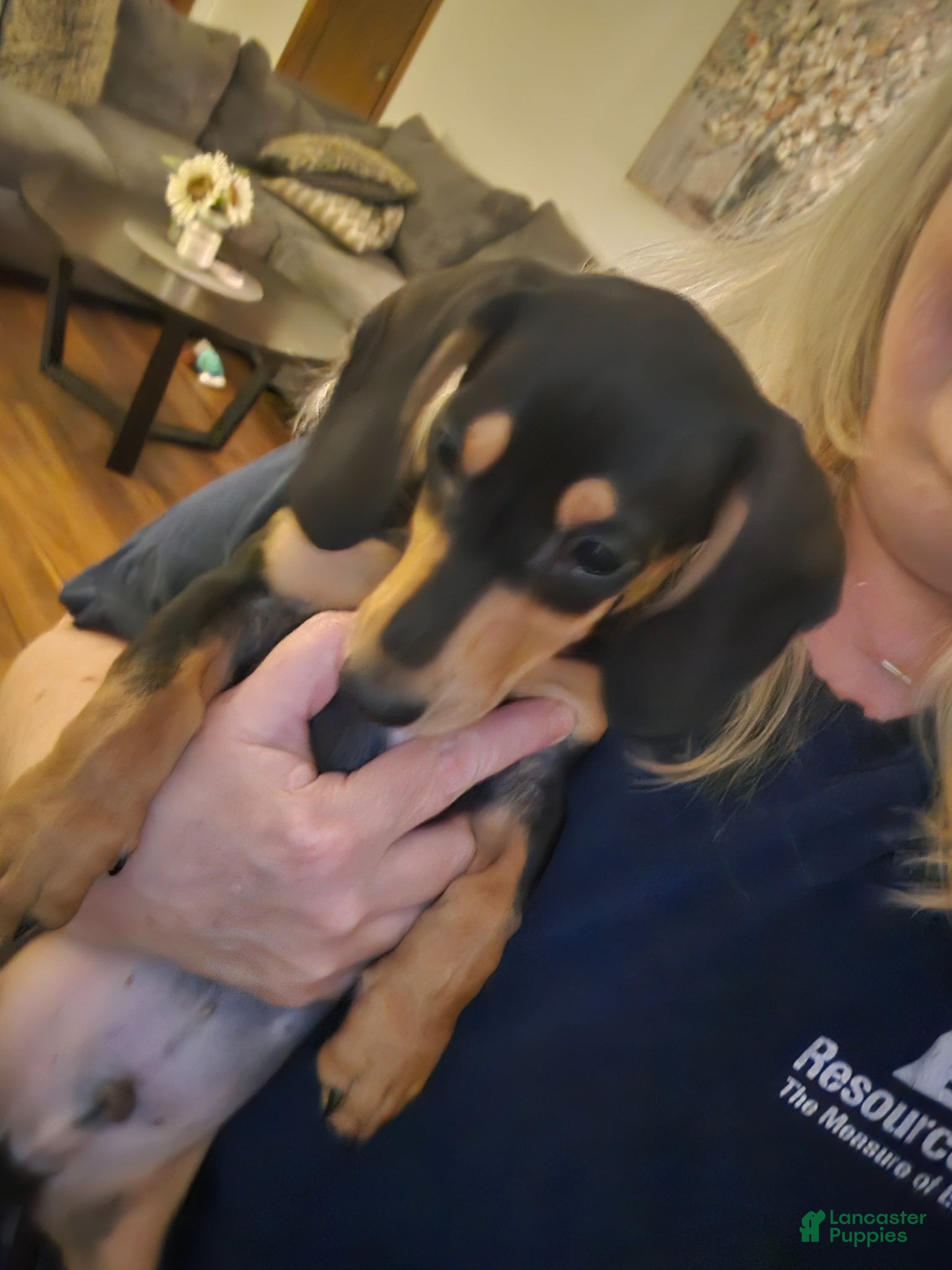 Miniature Dachshund dogs for sale: Miniature Dachshund Puppy 1 - Ad 4