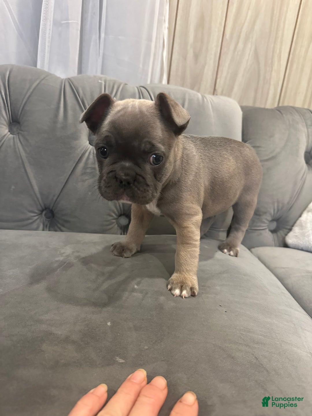 French Bulldog dogs for sale: Georgio - Ad 2