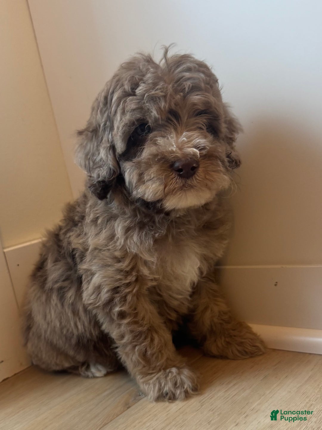 Mini Goldendoodle dogs for sale: Milo - Ad 10