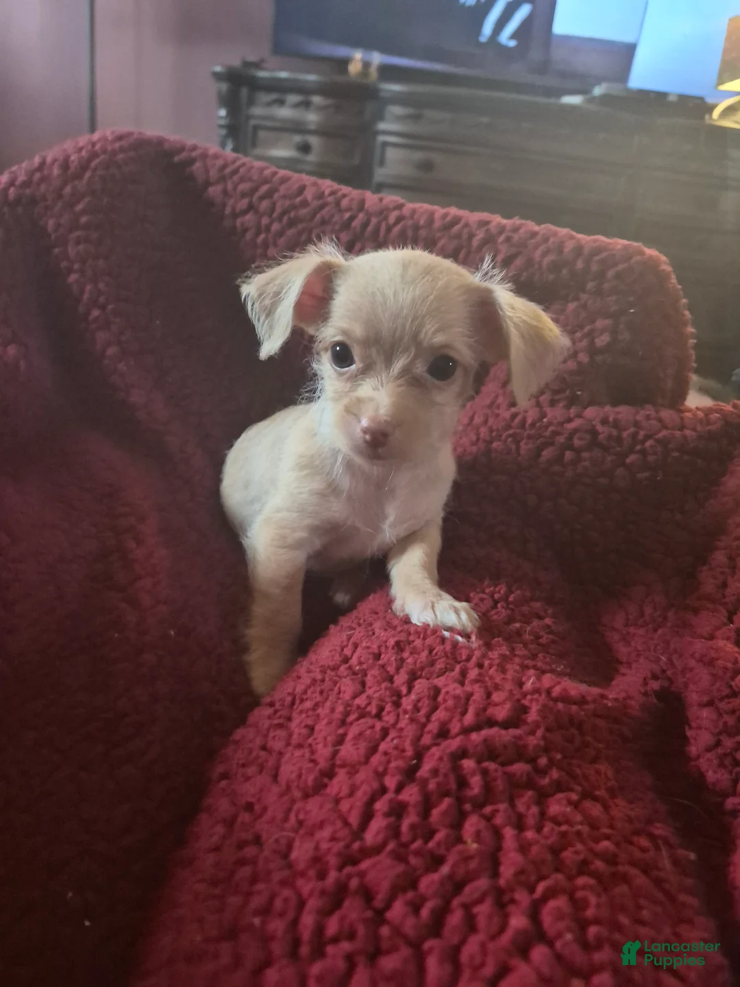 Chipoo dogs for sale:  Puppy 1 - Ad 5