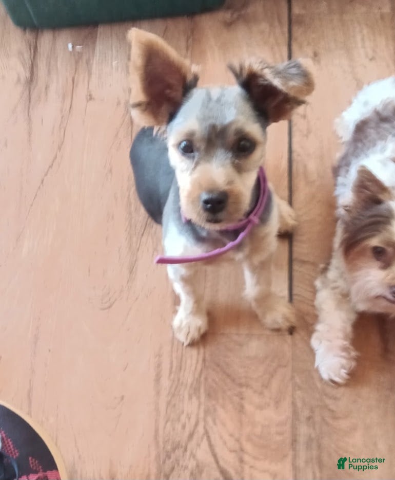 Yorkshire Terrier dogs Luna Yorkie - Ad 31