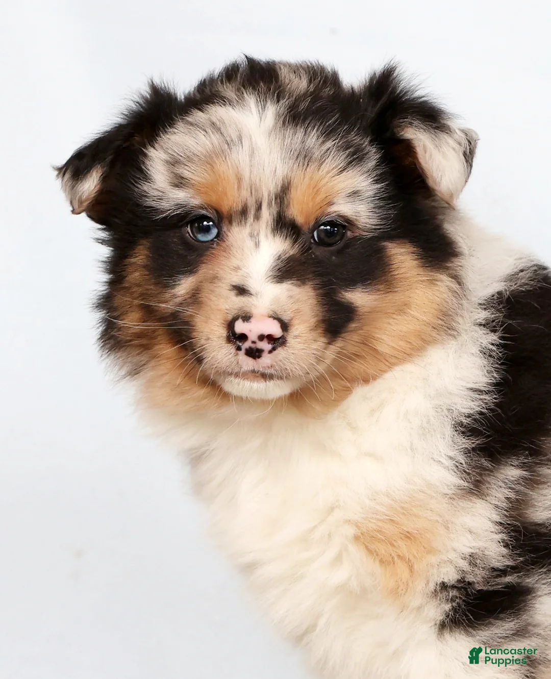Australian Shepherd dogs for sale: Justin - Ad 9