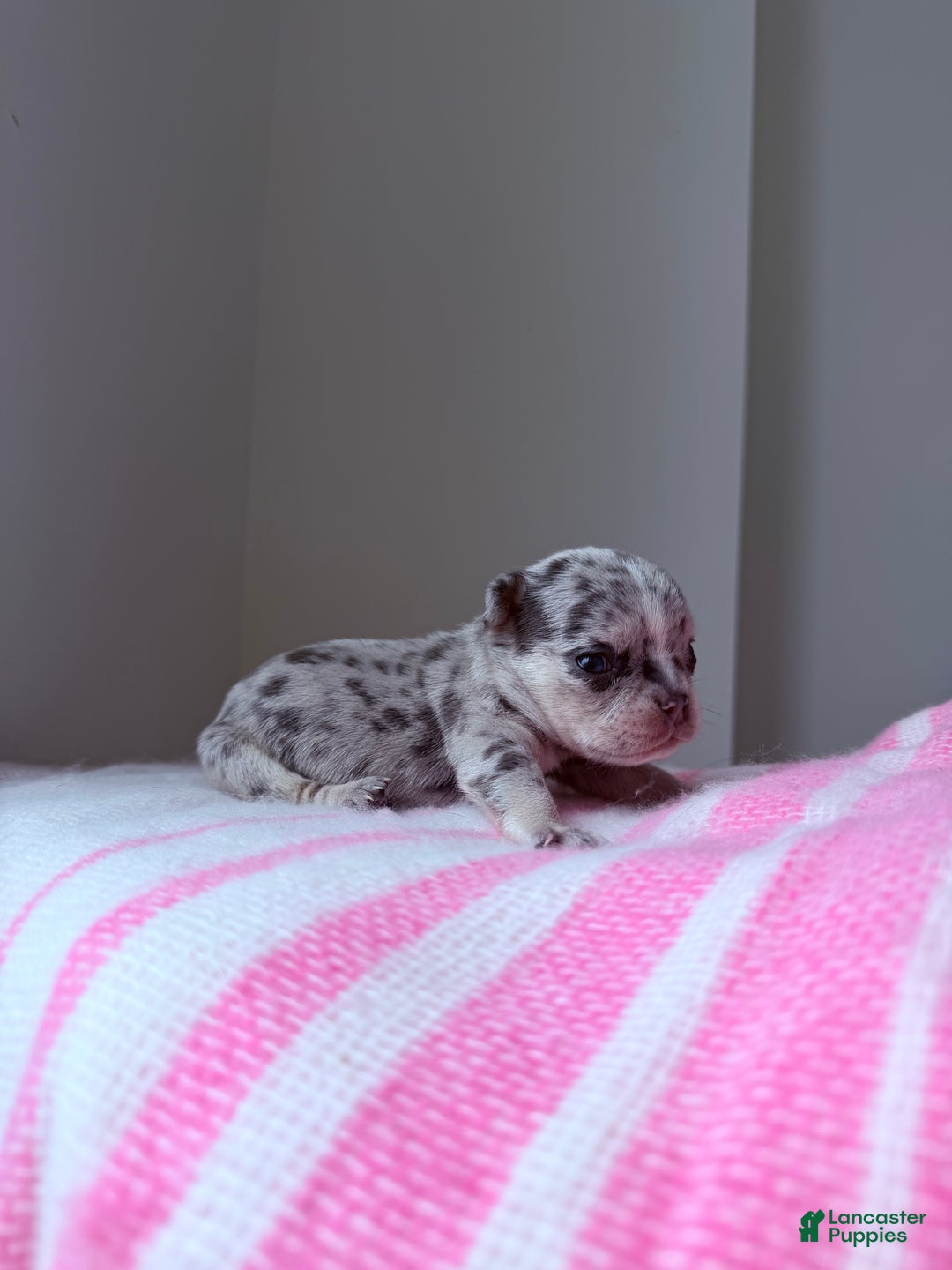 French Bulldog dogs for sale: Stormie - Ad 2