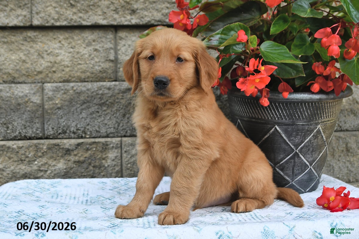 Golden Retriever dogs for sale: Edison - Ad 4