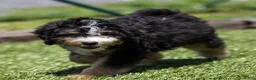 Bernedoodle dogs for sale: Crew Bernedoodle Puppy  - Ad 2