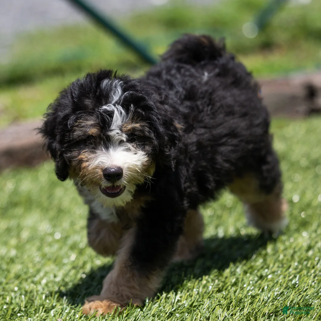 Bernedoodle dogs for sale: Crew Bernedoodle Puppy  - Ad 2