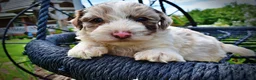 Havapoo dogs for sale: Simba - Ad 4
