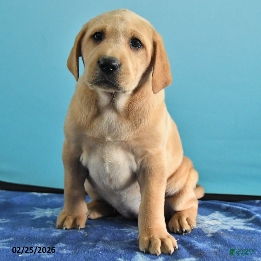 Labrador Retriever dogs Glory - Ad 2
