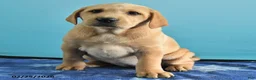 Labrador Retriever dogs for sale: Glory - Ad 2