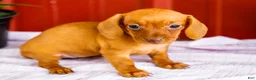 Miniature Dachshund dogs for sale: Brenda - Ad 1